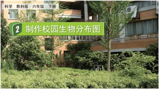 新教科版六年级下册科学 2-2 制作校园生物分布图 教学课件
