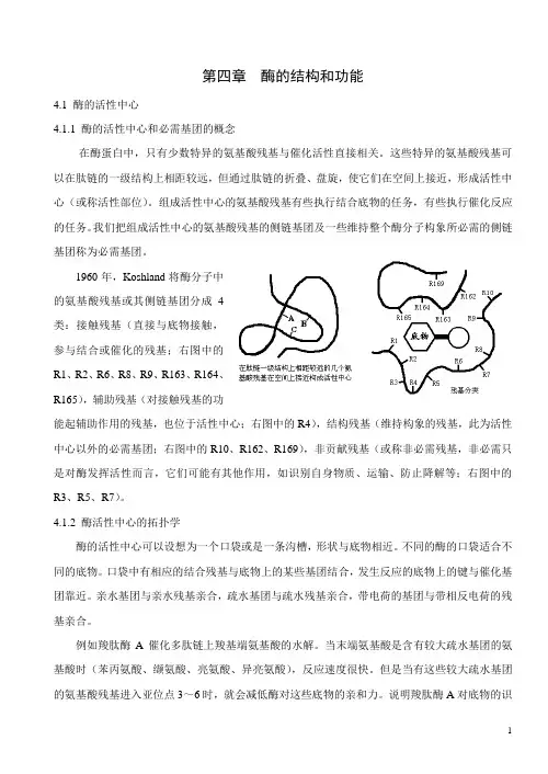 酶学第四章酶的结构和功能