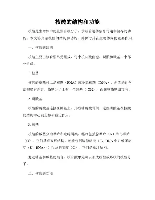核酸的结构和功能