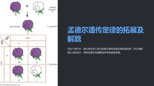 孟德尔遗传定律的拓展及解题