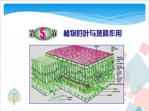 植物的叶与蒸腾作用-ppt下载