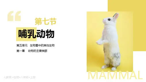 《哺乳动物》PPT教学课件