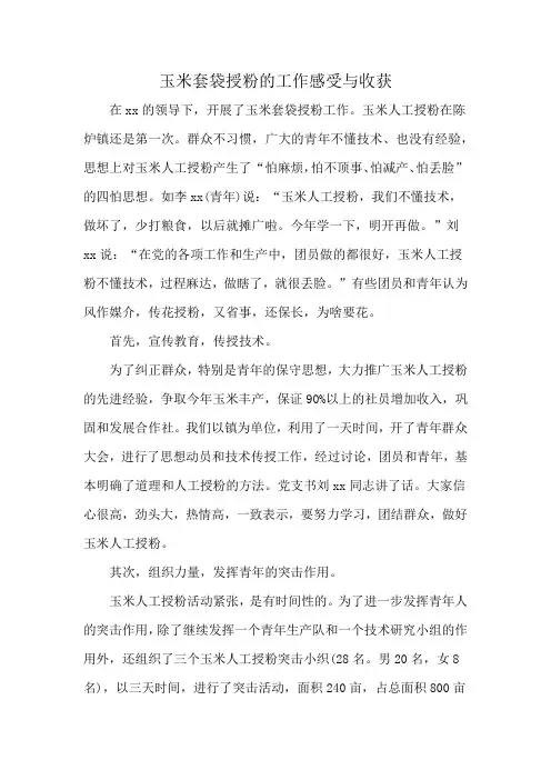 玉米套袋授粉的工作感受与收获