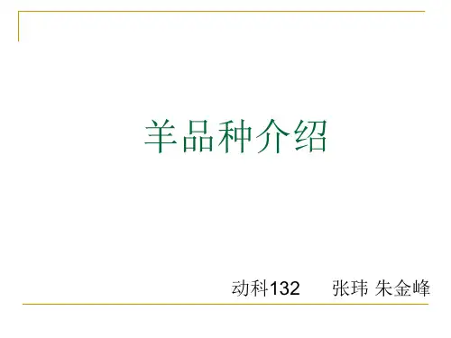 羊品种介绍