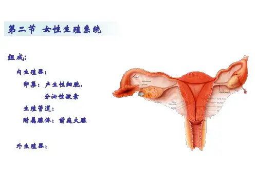 系统解剖学-女性生殖系统