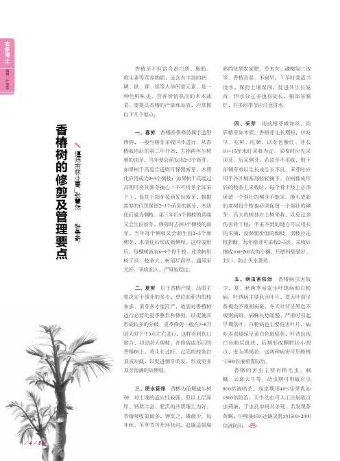 香椿树的修剪及管理要点