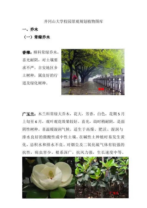 常用园林植物详细介绍(植物说明+图片)