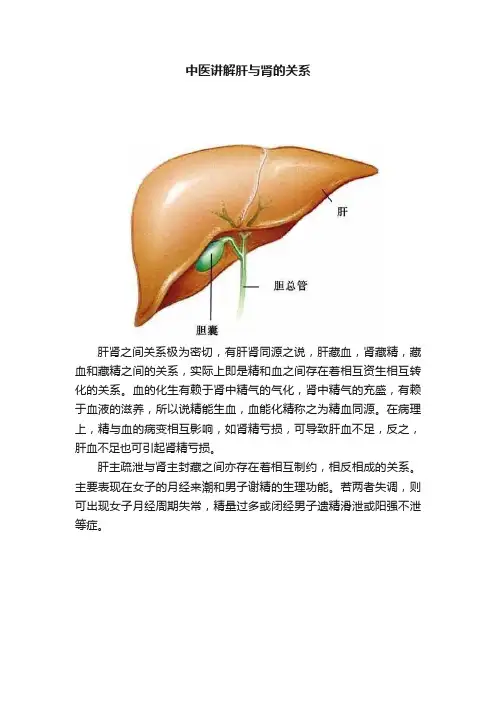 中医讲解肝与肾的关系