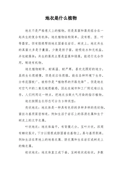 地衣是什么植物