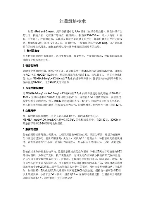 红蕉组培技术