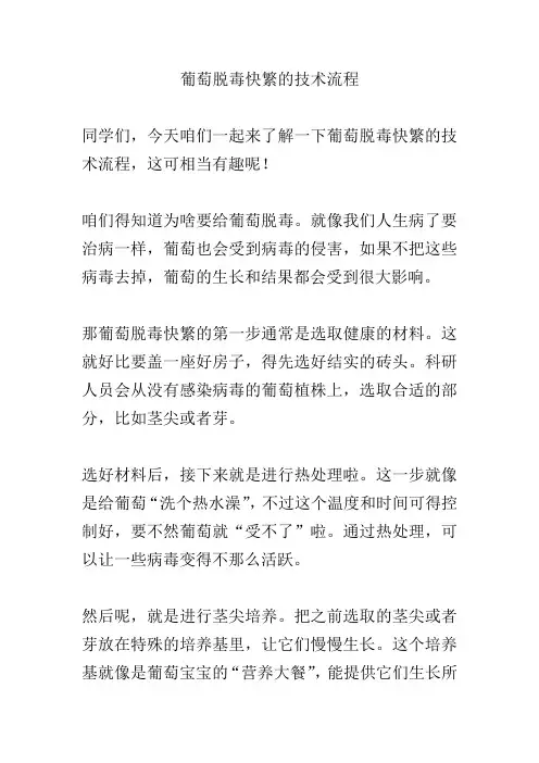 葡萄脱毒快繁的技术流程