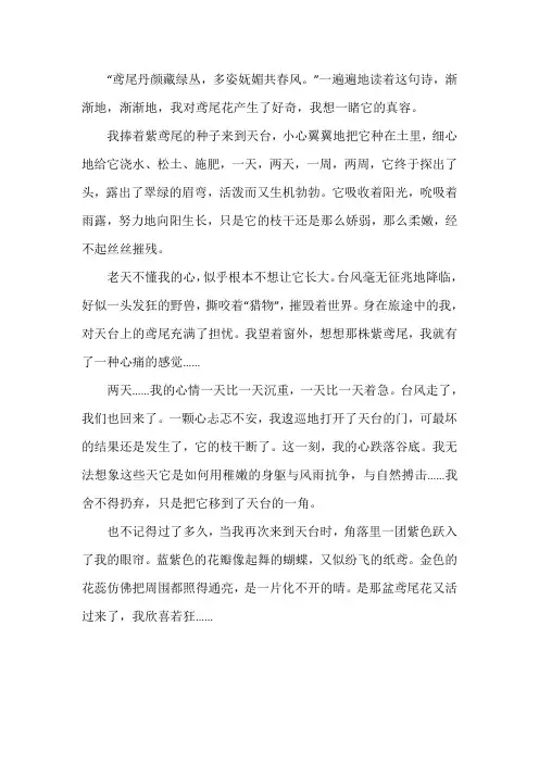 紫色鸢尾作文