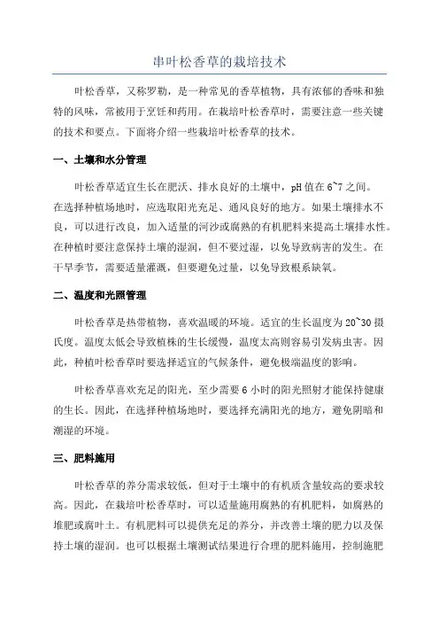 串叶松香草的栽培技术
