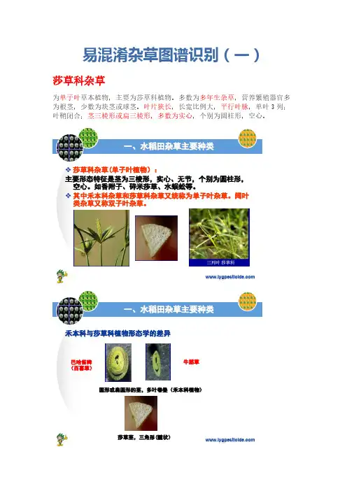 易混淆杂草图谱识别(一)