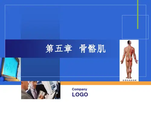 骨骼肌ppt课件