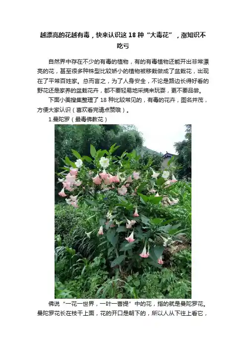 越漂亮的花越有毒，快来认识这18种“大毒花”，涨知识不吃亏
