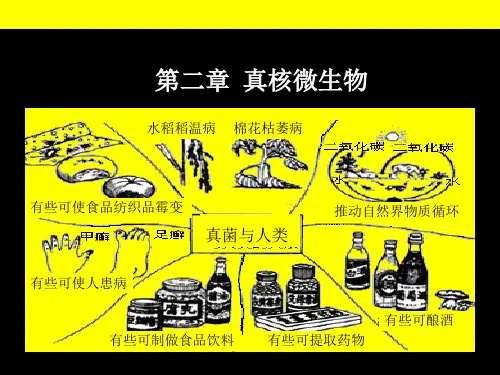 第三章-真核微生物的形态、构造和功能