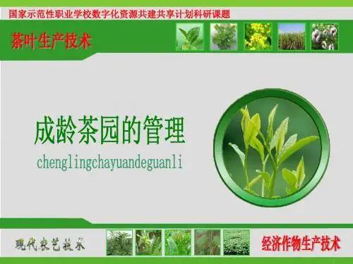 茶树修剪