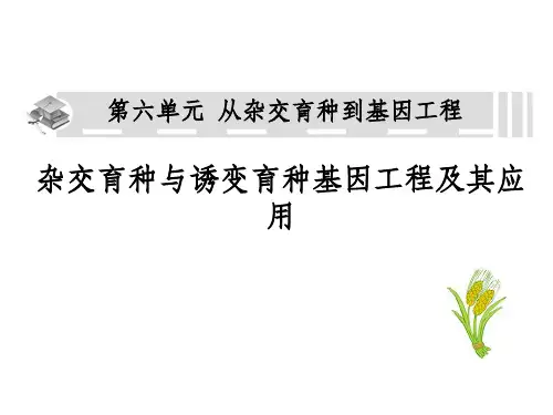 高三一轮复习完整：从杂交育种到基因工程ppt课件