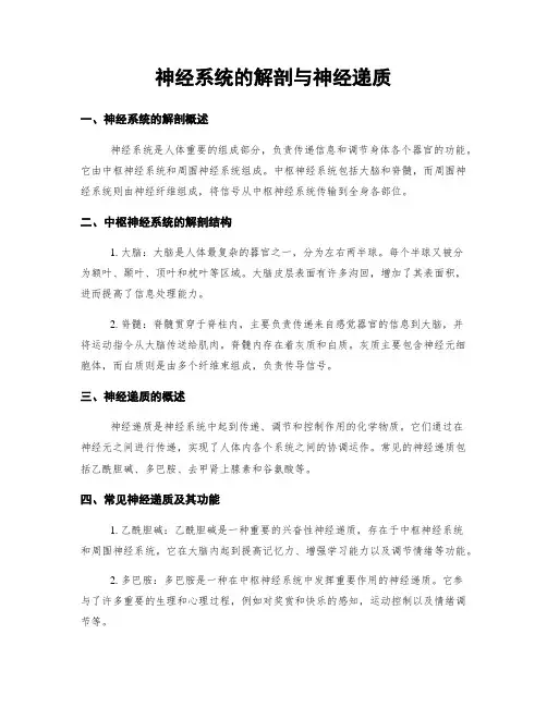 神经系统的解剖与神经递质