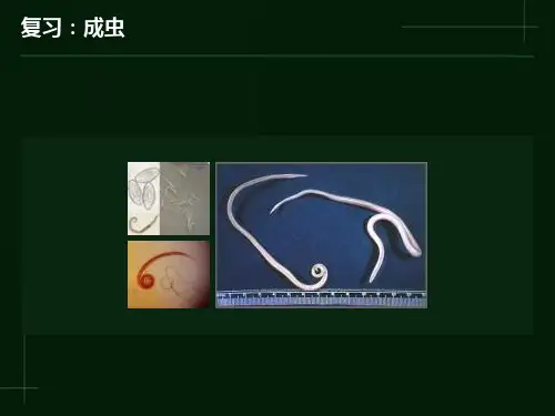 人体寄生虫：钩虫、丝虫