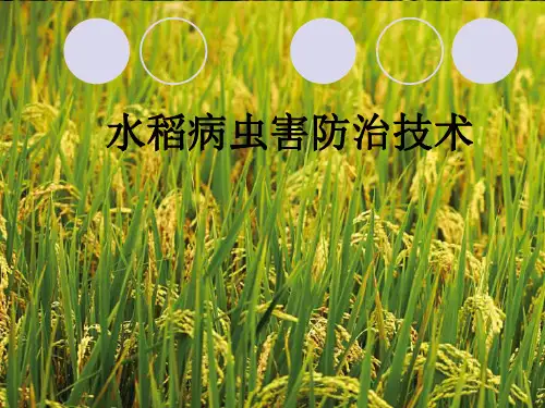 水稻病虫害防治技术PPT课件