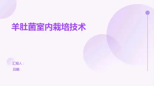 羊肚菌室内栽培技术
