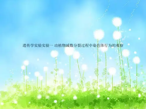 遗传学实验实验一 动植物减数分裂过程中染色体行为的观察
