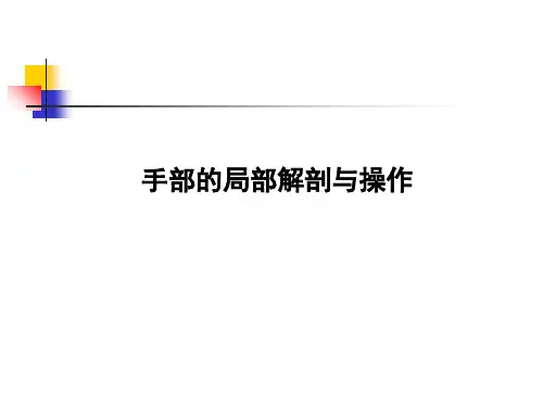 手部局部解剖ppt课件