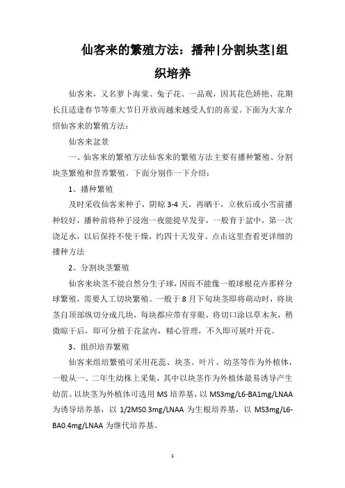 仙客来的繁殖方法：播种分割块茎组织培养