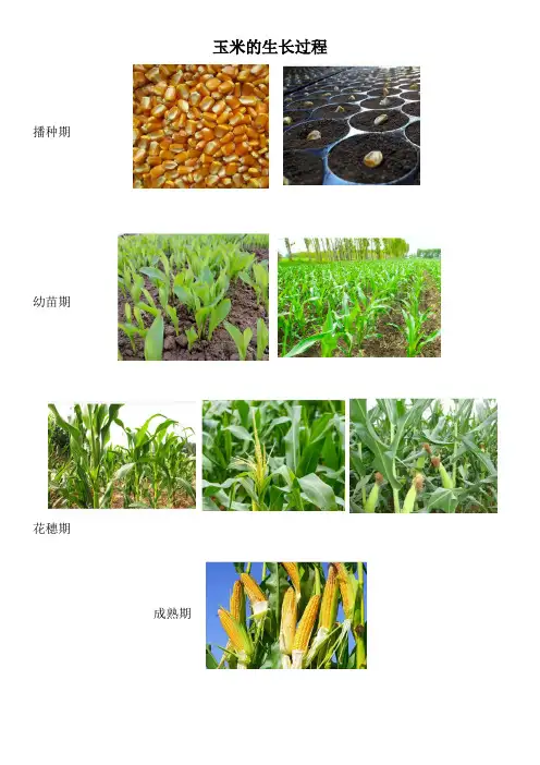 种植玉米小知识课件