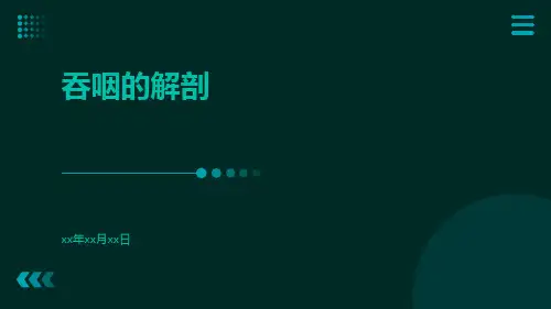 吞咽的解剖