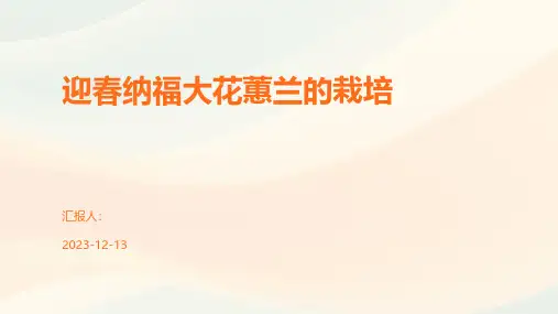 迎春纳福大花蕙兰的栽培