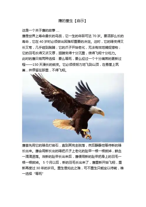 鹰的重生【启示】