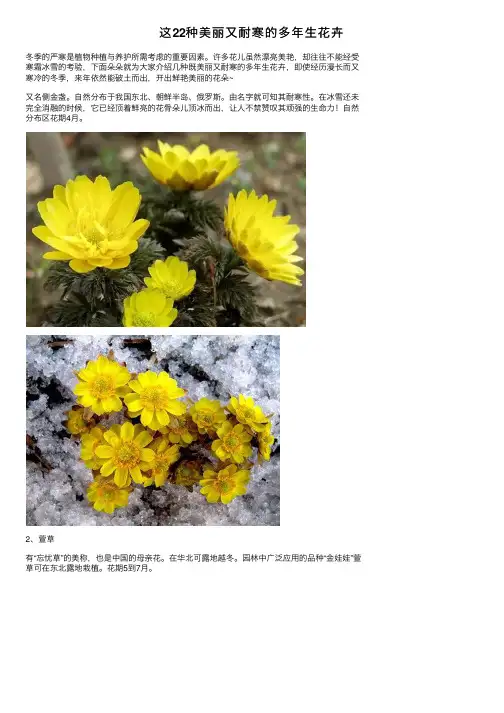 这22种美丽又耐寒的多年生花卉