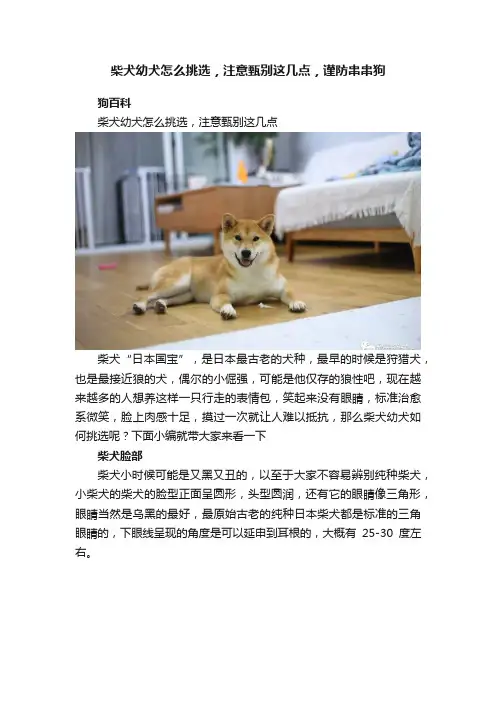 柴犬幼犬怎么挑选，注意甄别这几点，谨防串串狗