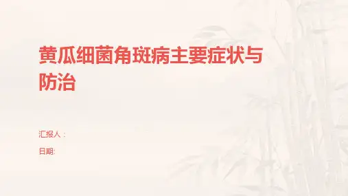 黄瓜细菌角斑病主要症状与防治