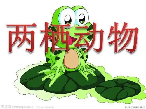 两栖动物