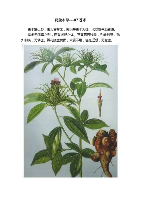 药象本草---07苍术