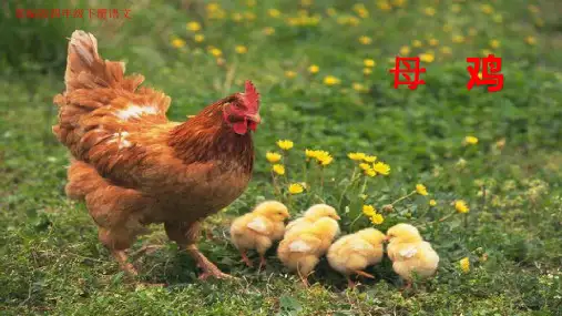 《母鸡》精编PPT课件【含配套教学设计】