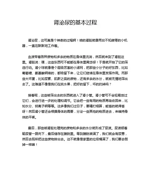 肾泌尿的基本过程