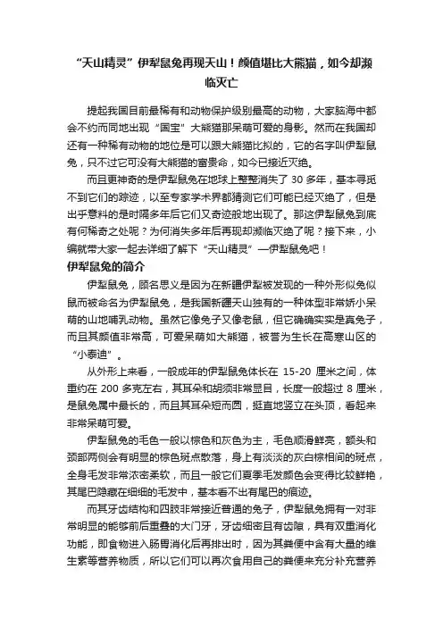 “天山精灵”伊犁鼠兔再现天山！颜值堪比大熊猫，如今却濒临灭亡