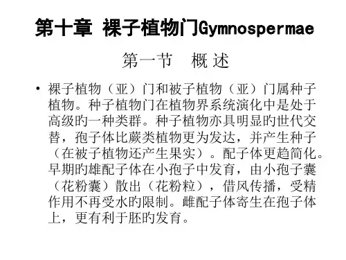 裸子植物专业知识