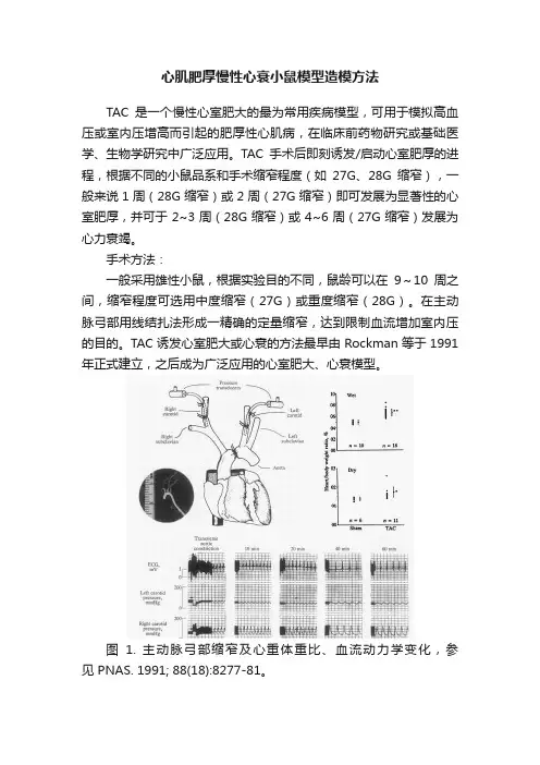 心肌肥厚慢性心衰小鼠模型造模方法