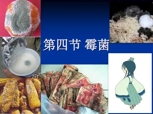 霉菌
