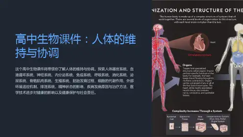 高中生物课件：人体的维持与协调