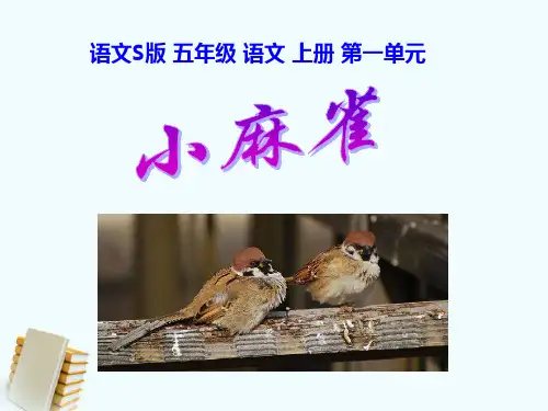 五年级语文上册 小麻雀 3课件 语文S版