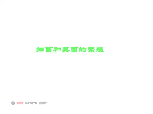 【精品课件一】细菌和真菌的繁殖