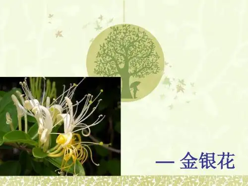 金银花