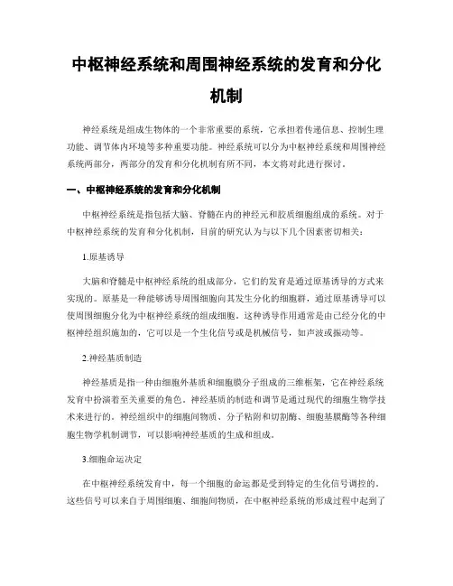 中枢神经系统和周围神经系统的发育和分化机制